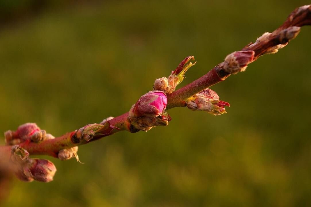 #22. Peach tree